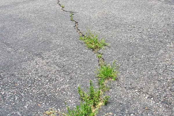 fond-loiretassainissement-actualites-mauvaises-herbe1